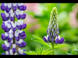 Creative Flower Macro Photography With Lupines