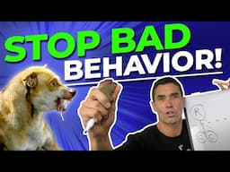 How To Stop Your Dog’s Bad Behavior WITHOUT Using Food Bribes Or Force