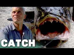 Unleashing Chaos: Hunting Suburban Snakehead Fish | Catch