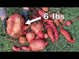 Massive Sweet Potato Harvested from Straw Bale - A Must-See!