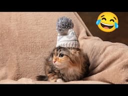 Funniest Animals Video 😂Cute Cats And Dogs Videos 😻🐶