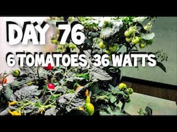 DAY 76, WITH 6 TOMATO PLANTS, UNDER 36 WATTS