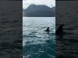 ORCAS SURROUND OUR BOAT