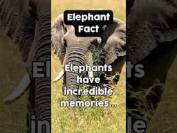 Elephant Fact - memories