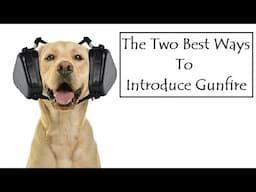 Best Two Ways To Introduce Gunfire (Mark Payton Gundogs)