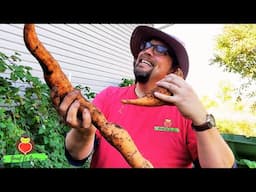 Harvesting the Biggest Sweet Potatoes of the Season!