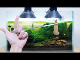 #7 Volcano Filter Tank – Shrimp E Shrimp Feeding Frenzy (The Days After Second Reset)