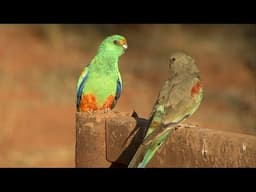 Australian Birds BIRDING THE RED CENTRE Alice Springs by Alana and Greg Dare