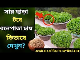 সার ছাড়া টবে ধনেপাতা চাষ কিভাবে দেখুন? - মাটি ছাড়া টবে ধনেপাতা চাষ - How to grow coriander at home