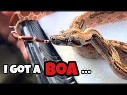 I bought a BOA CONSTRICTOR!! (insane)