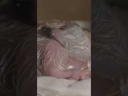 IN A MINUTE: Philippine eaglet hatches in new sanctuary #shorts