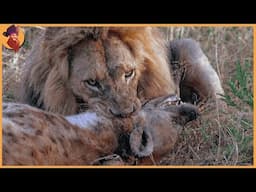 15 Most Incredible Lion Attacks Caught on Camera