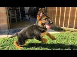 Funniest & Cutest German Shepherd Puppies   Funny Dog Videos 2024