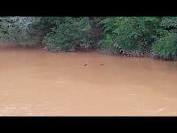 Três Patinhos Foram Passear no Rio Doce e Foram flgrados pelo Drone