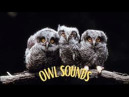 5 most popular owl sounds in North America! Different types of owls and their sounds!