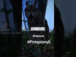 KONKURS RAJMUND "POTĘPIONY II" #rajmund #discopolo #potępionyll