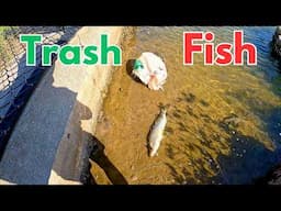 Massive Prop Wash Hole  FULL  of fish | CharlotteHarborFisherman