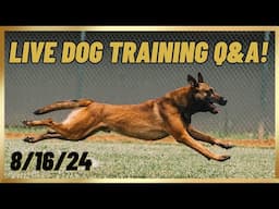 LIVE Dog Training Q&A! 8/16/24