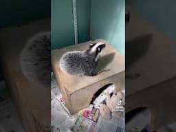 Our adorable badger cubs...being adorable!