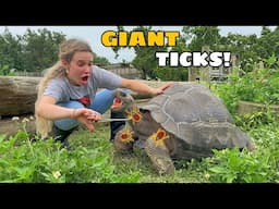 BLOOD SUCKING TICKS FOUND CRAWLING ON MY TORTOISES!