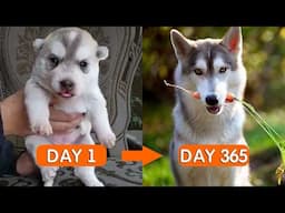 Day 1 to 365:  I Filmed the Growth of a Husky Puppy EVERY DAY For a Year