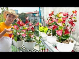 TOP IDEAS for Growing Anthuriums in a Balcony Hanging Garden