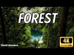 Forest 4k - Nature Relaxation Film -4K Forests and Wildlife Scenes with Relaxing Music