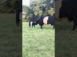 New calf on Belted Galloway Homestead