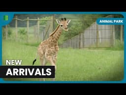 New Giraffe Calves! - Animal Park - Documentary