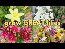 Grow GREAT Lilies 🌺  Nicole's Garden