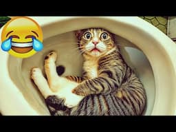 🐾 Adorable Cats & Dogs 😻 Funniest Moments That Will Make You Laugh Hard! 😂