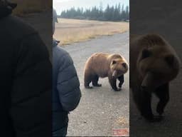 When you can't outrun a hungry grizzly bear #scary #wildlife #survival 🐻😳