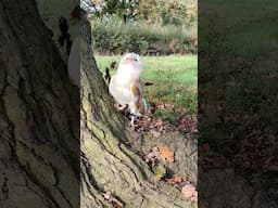 Autumn Bird Sessions #birds #owl #kestrel