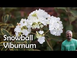 Viburnum macrocephalum - Chinese Snowball Viburnum