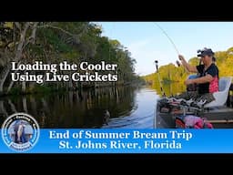 Bluegills & Shellcrackers on Crickets | St. Johns River, Florida