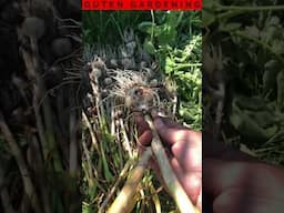 The Most ODDLY SATISFYING Part of Harvesting Garlic!