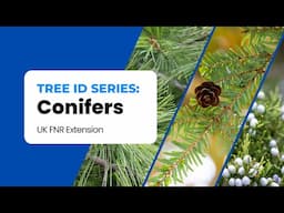 Identifying Kentucky's Native Conifers