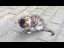 Exhausted and tired, the kitten with many wounds on its body lay motionless on the sidewalk