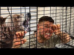 TRAPPED MY BRO IN A BEAR CAGE - PRANK