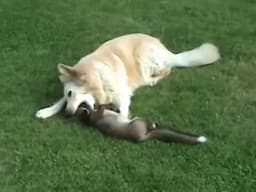 Dogs playing with orphaned fox cub