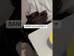 Bane activites 😭#raisingbane #funnydogvideos #funnypets #canecorso