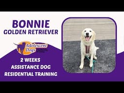 Bonnie the Golden Retriever | 2 Weeks Assistance Dog Residential Training