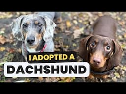 I Adopted Another Dachshund (Meet Otto’s New Brother)