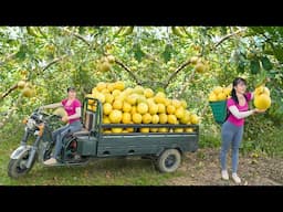 Harvesting a Full 3-Wheeled Truck Of Grapefruit Goes To Countryside Market Sell - Free Bushcraft