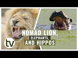 Update on NOMADIC LION, many Hippo and Elephant