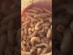 This Cheese is Rotting, Maggot-Infested, Illegal and... Delicious? | Fascinating Horror Shorts