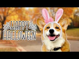 Best Talking Corgi Videos! (October 2024)