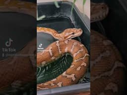 Enjoying a soak #centraliancarpetpython #bredli #python #snakes #reptiles