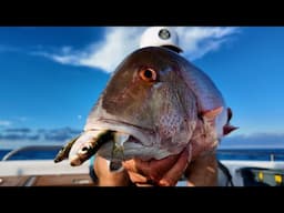 Big Snapper Like Tiny Bait - Mutton Snapper Limit! Offshore Fishing For What Ever Bites