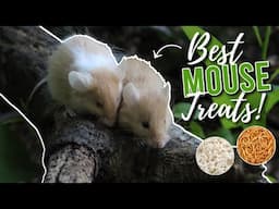 The BEST TREATS for Pet MICE! (and hamsters) | Mouse Diet/Taming